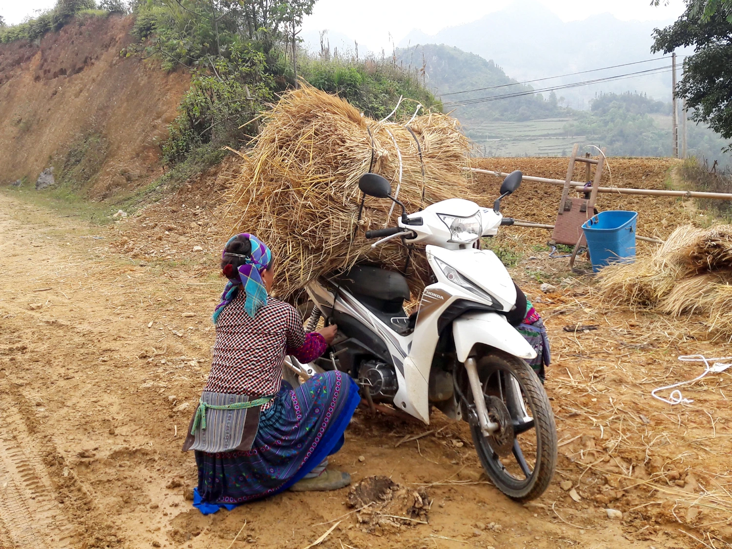 Nông dân vùng cao tích trữ rơm cho trâu, bò ảnh 3