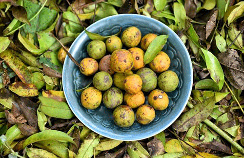 Những quả sấu chín mọng, vàng óng ả như gom hết cả ánh nắng từ đầu hè vào trong vỏ.