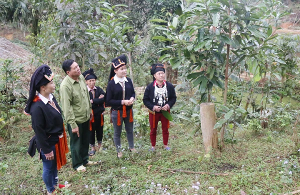 Người dân lo lắng do dịch sâu bệnh trên cây quế chưa được khống chế.