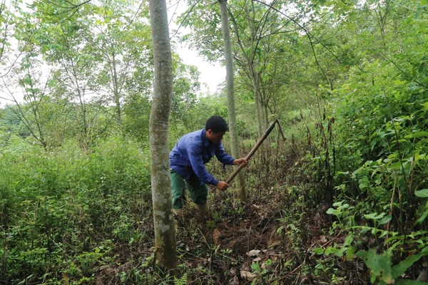 Công nhân Công ty Cổ phần Cao su Dầu Tiếng - Lào Cai chăm sóc cây cao su.