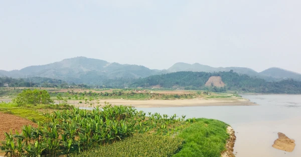 Trù phú những bãi bồi ven sông Hồng.