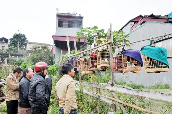 “Tận diệt” chim rừng ảnh 1