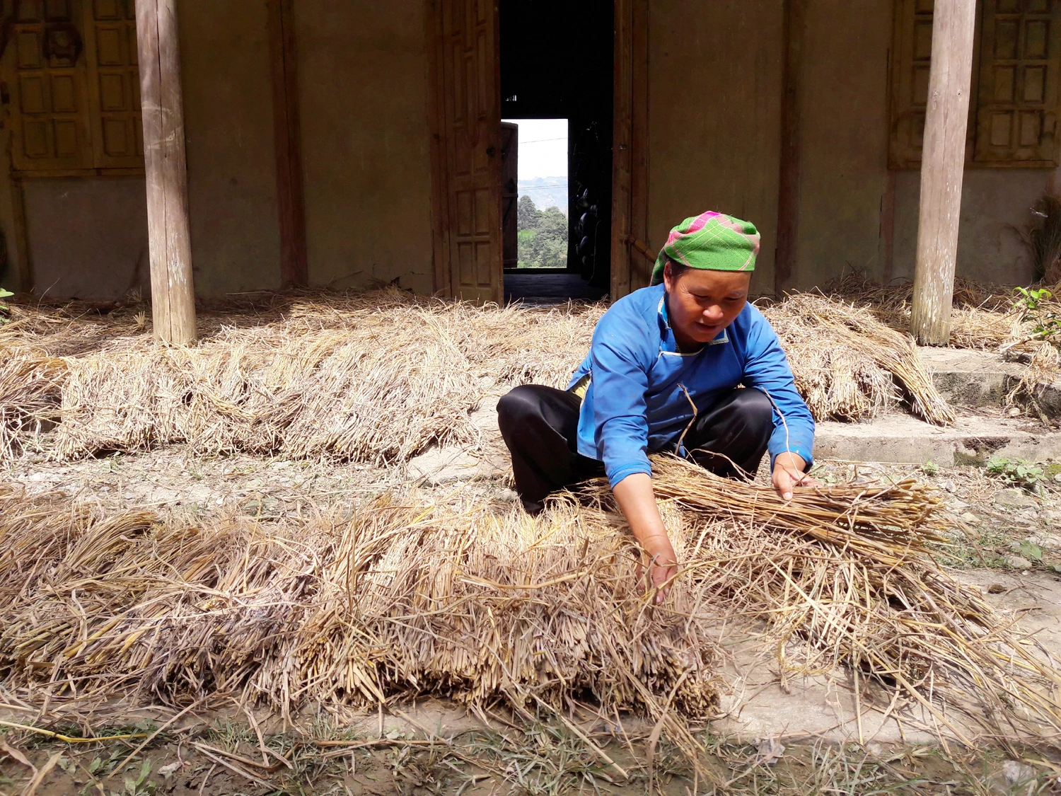 Nông dân vùng cao tích trữ rơm cho trâu, bò ảnh 1