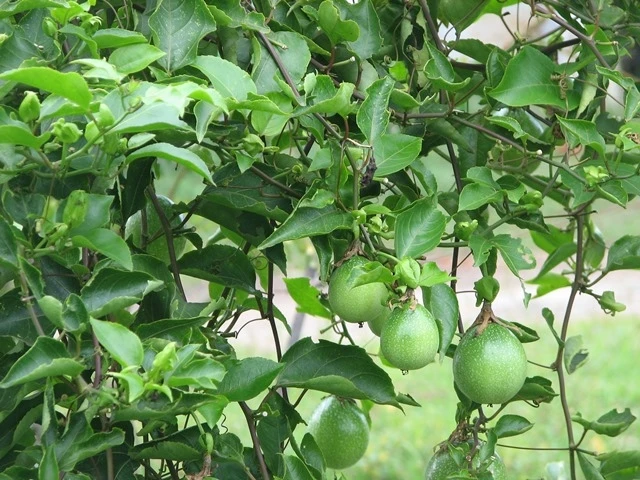 Cây lạc tiên tây. Cây lạc tiên tây.