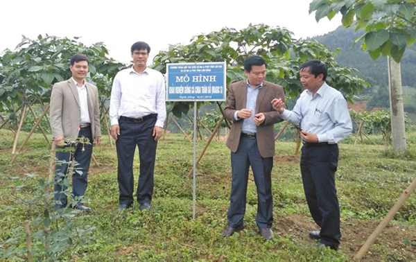 Cây cà chua thân gỗ thích nghi tốt điều kiện thổ nhưỡng, khí hậu ở Bắc Hà.