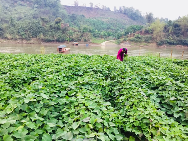 “Tưới” mồ hôi trên những bãi bồi ven sông ảnh 1