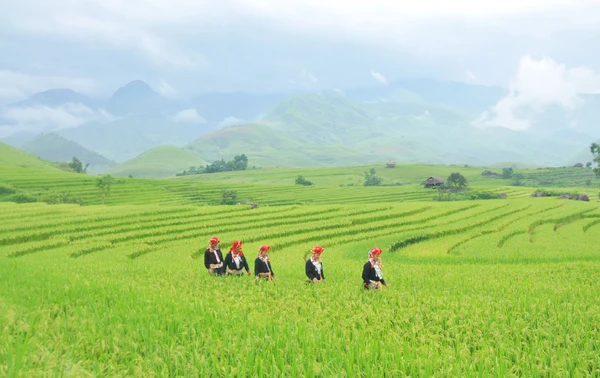 Ngất ngây vẻ đẹp ruộng bậc thang Dần Thàng ảnh 4