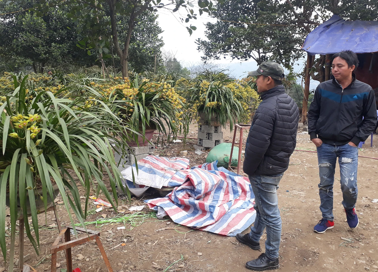 Anh Phạm Văn Cường chọn mua hoa lan. Anh Phạm Văn Cường chọn mua hoa lan.