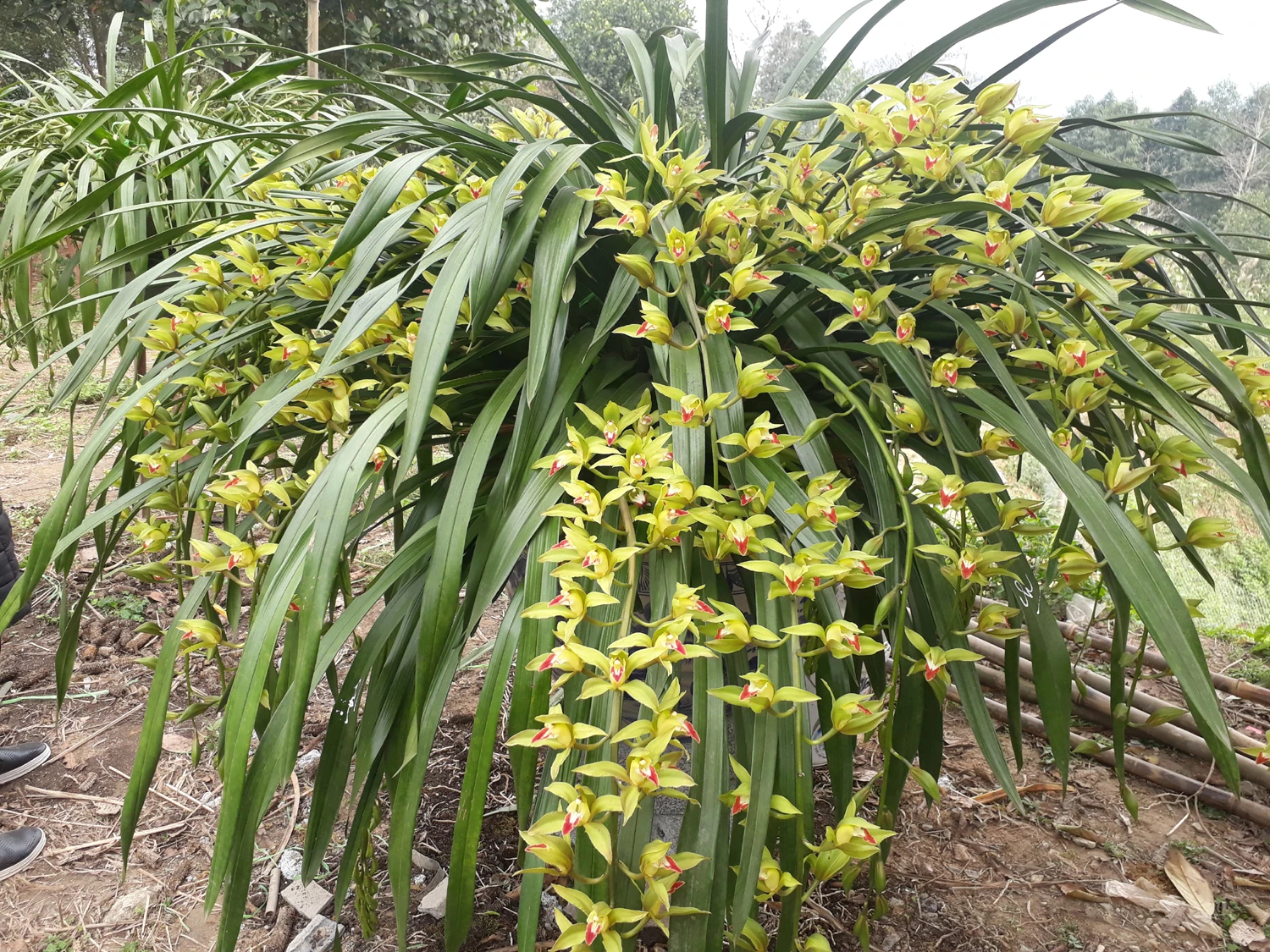 Chậu hoa địa lan có giá 70 triệu đồng đã có khách mua. Chậu hoa địa lan có giá 70 triệu đồng đã có khách mua.