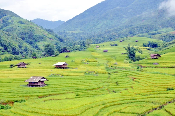 Ngất ngây vẻ đẹp ruộng bậc thang Dần Thàng ảnh 5