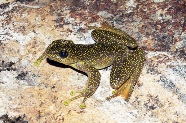 Loài ếch bám đá đốm vàng Amolops splendissimus mới được phát hiện tại Khu Bảo tồn thiên nhiên Bát Xát.