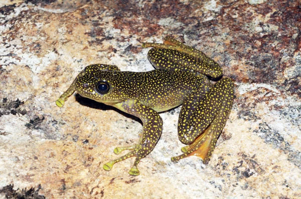 Loài ếch bám đá đốm vàng Amolops splendissimus mới được phát hiện tại Khu Bảo tồn thiên nhiên Bát Xát.