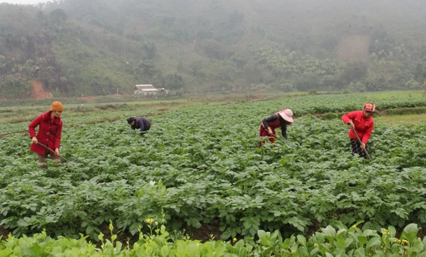 Nhiều nông dân vùng cao tích cực trồng rau vụ đông để tăng thu nhập.