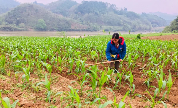 Chị Nguyễn Thị Tám canh tác ngô trên bãi bồi Hồng Cam.