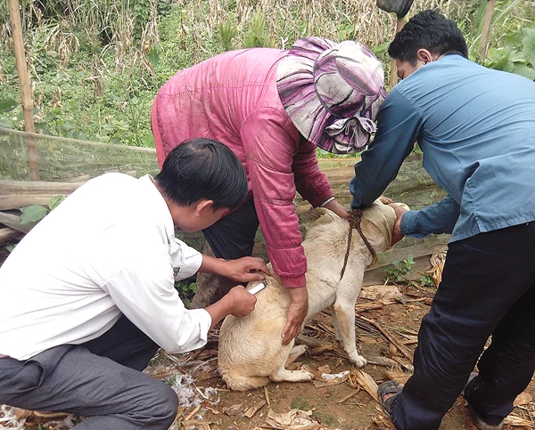 Tiêm vắc xin phòng dại là cách duy nhất bảo vệ chó với bệnh dại.