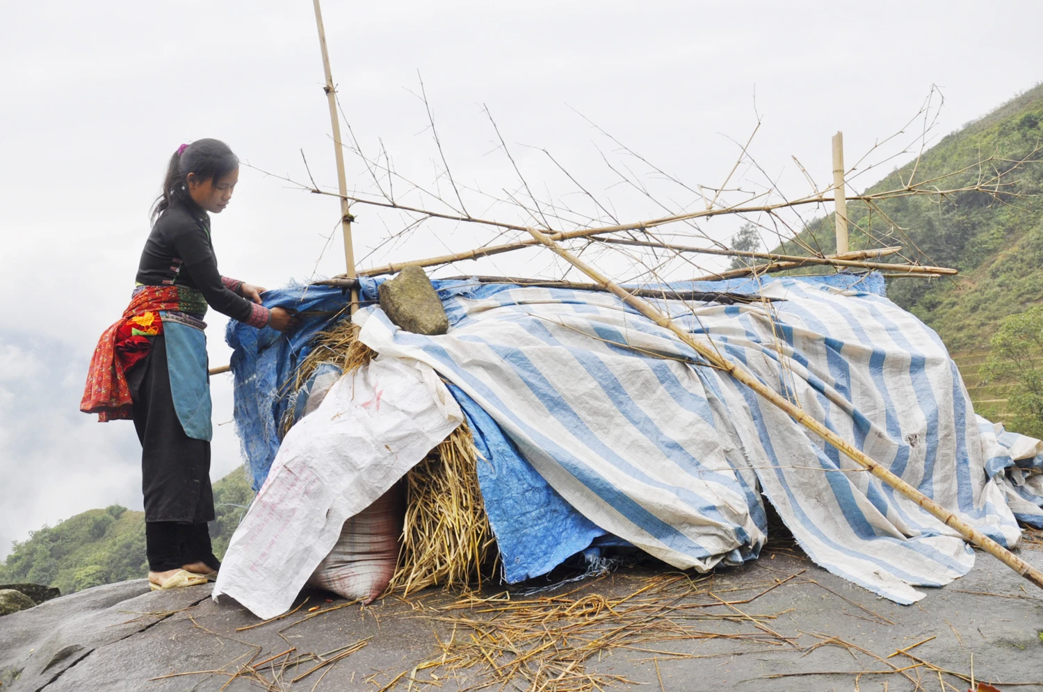 Nông dân vùng cao tích trữ rơm cho trâu, bò ảnh 4
