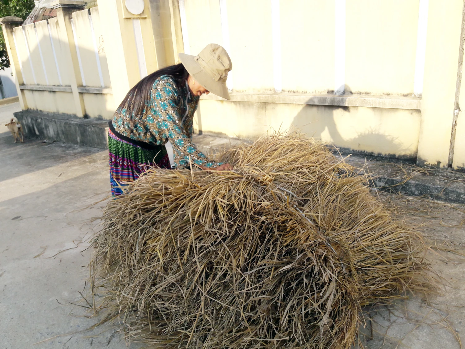 Nông dân vùng cao tích trữ rơm cho trâu, bò ảnh 2