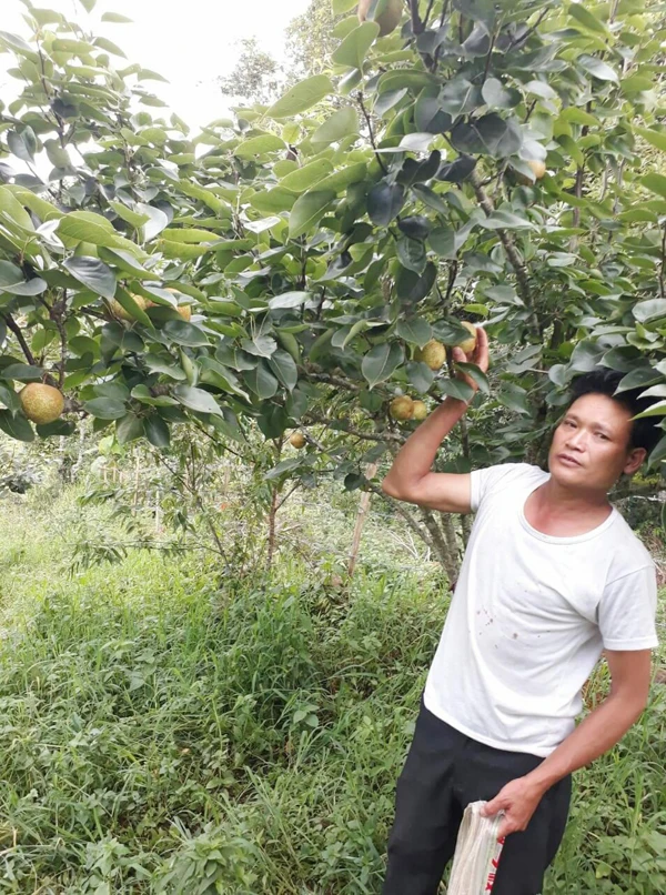 Ông Tẩn Lào Lù bên vườn lê Tai nung.