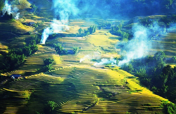 Ngắm ruộng bậc thang mùa lúa chín ở Lào Cai ảnh 3