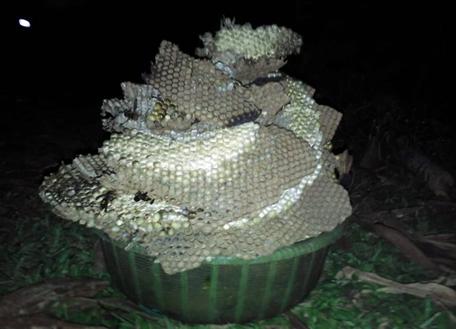 Đáng nể những người mưu sinh bằng nghề bắt ong tử thần ảnh 1