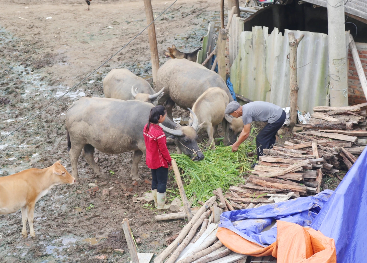 Nông dân vùng cao tích trữ rơm cho trâu, bò ảnh 8