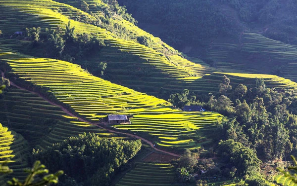 Ngắm ruộng bậc thang mùa lúa chín ở Lào Cai ảnh 10