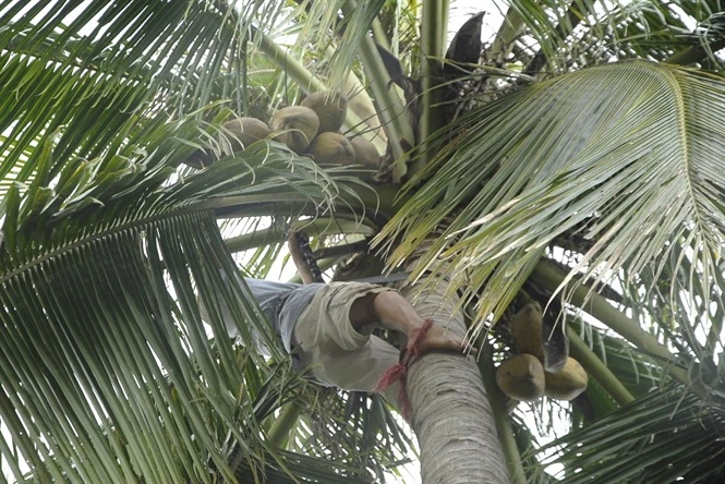 Lên đến ngọn, anh Tưởng chọn dừa khô để hái.