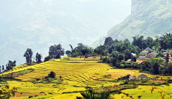 Ngắm ruộng bậc thang mùa lúa chín ở Lào Cai ảnh 6