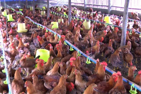 Trang trại nuôi gà thị của gia đình bà Đặng Thị Thanh, thôn Phú Cường 2, thị trấn Phố Lu. Trang trại nuôi gà thị của gia đình bà Đặng Thị Thanh, thôn Phú Cường 2, thị trấn Phố Lu.