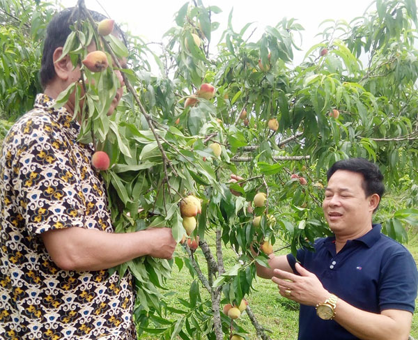 Bắc Hà: Hơn 30 tấn quả đào Pháp phục vụ du khách dịp 30/4 ảnh 1