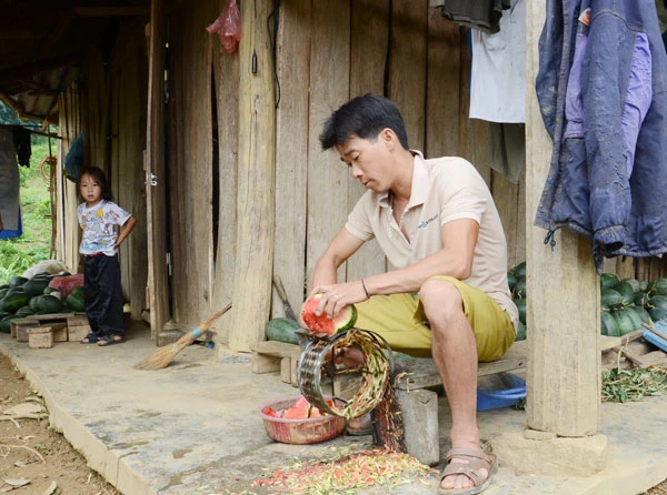 Dưa hấu không bán kịp có hiện tượng thối, người dân phải cắt làm thức ăn cho trâu, lợn.