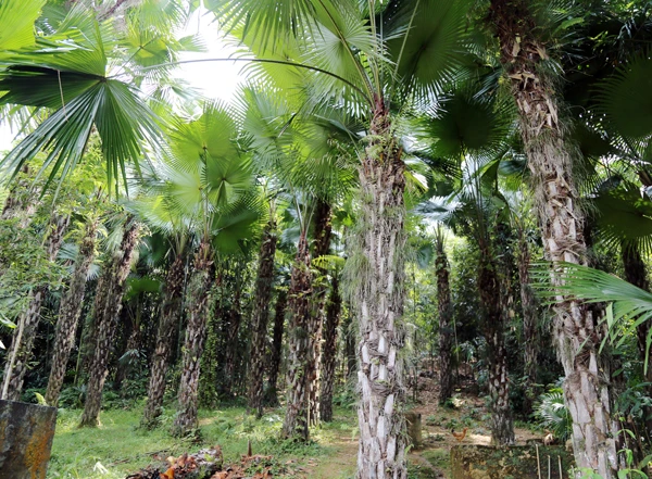 Cây cọ hàng chục năm tuổi.