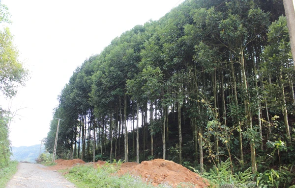 Cây quế giúp bà con xã Điện Quan xóa nghèo bền vững.