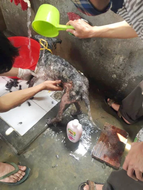 Những chú chó bị bệnh tật được anh Sơn mang về tắm rửa, chăm sóc cẩn thận.
