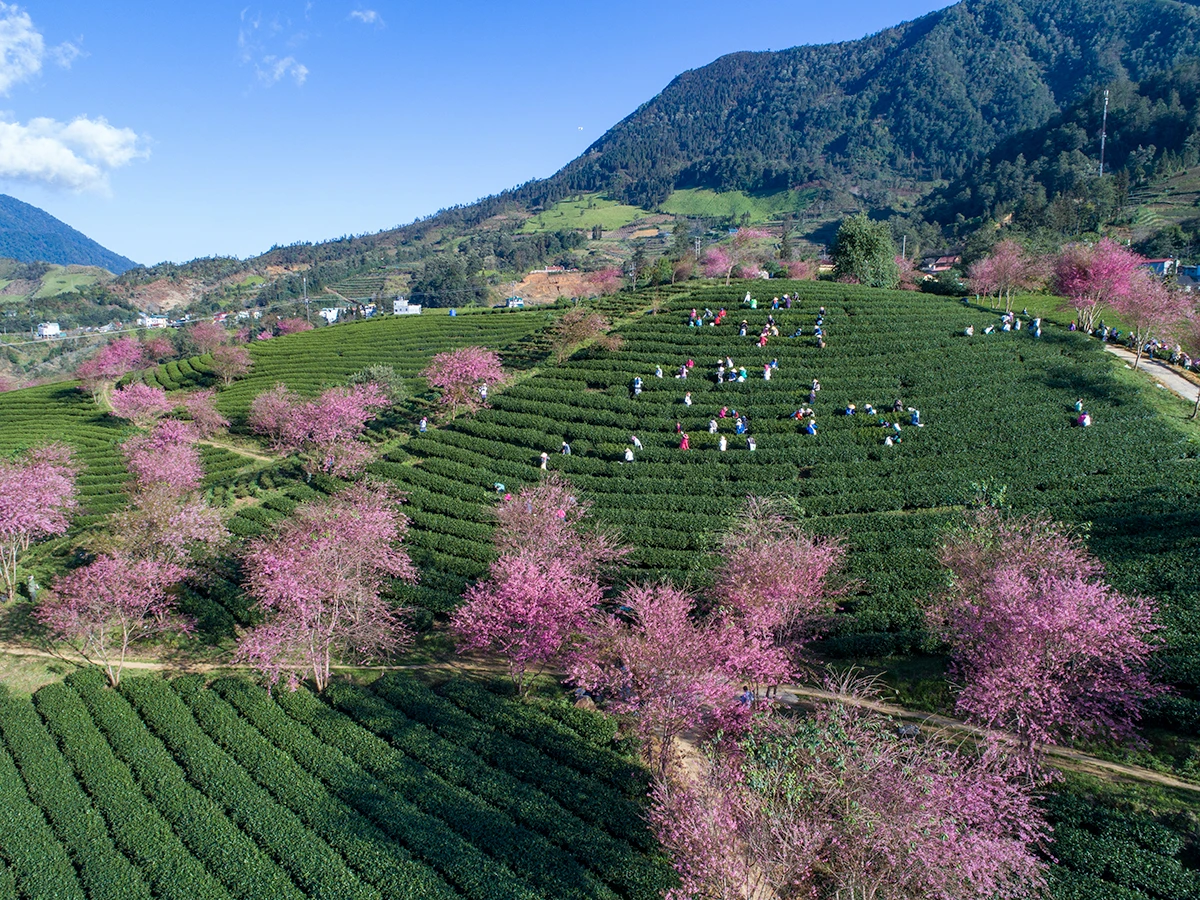 Ấn tượng hoa anh đào nở trên đồi chè Ô Long (Sa Pa) ảnh 4