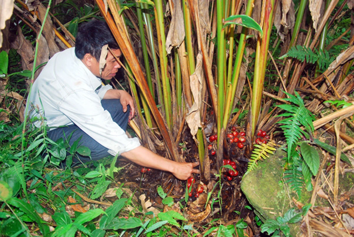 Bài 1: Thảo quả - cây làm giàu của nhiều gia đình ảnh 1 Bài 1: Thảo quả - cây làm giàu của nhiều gia đình ảnh 1