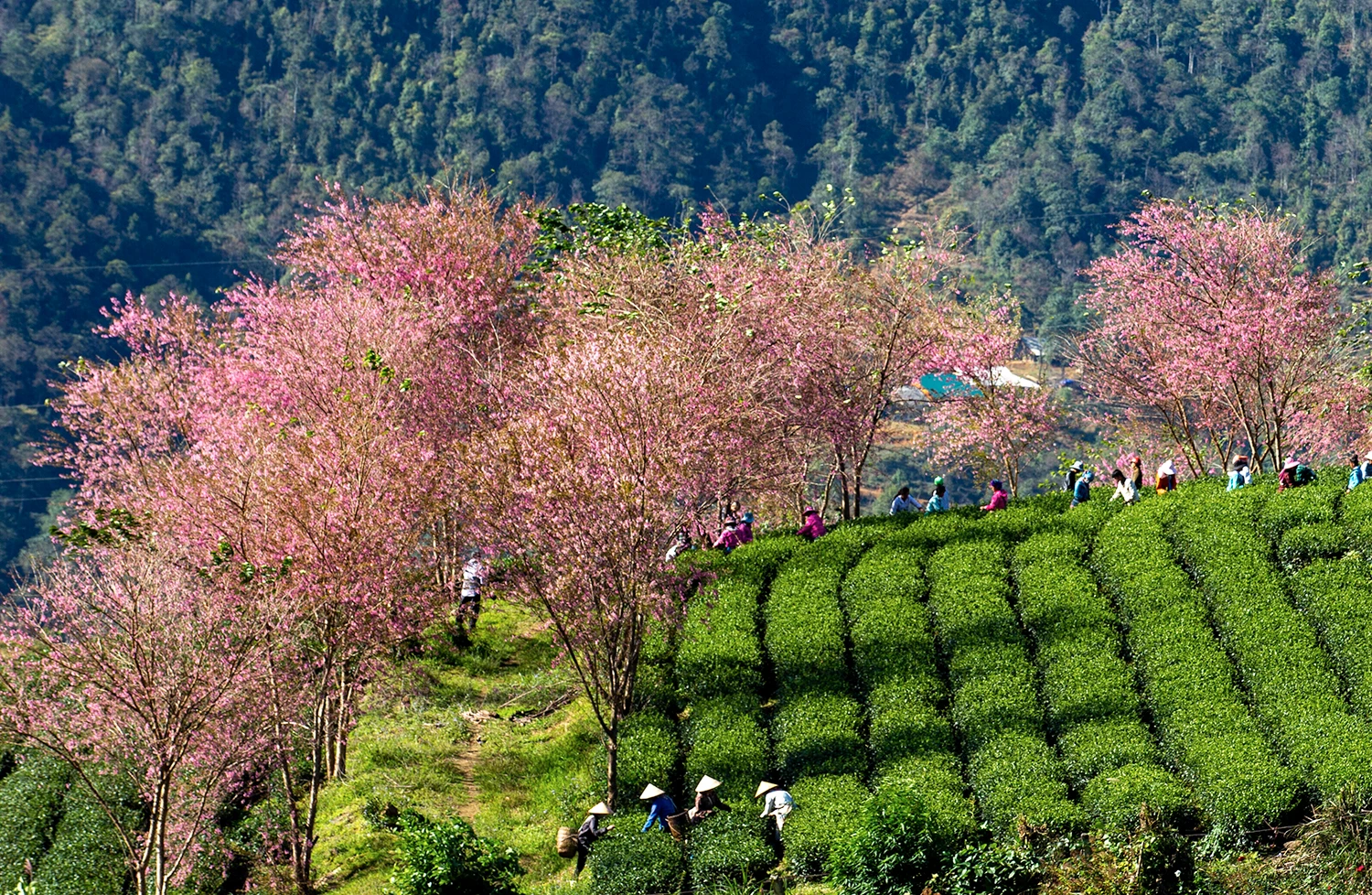 Ấn tượng hoa anh đào nở trên đồi chè Ô Long (Sa Pa) ảnh 3