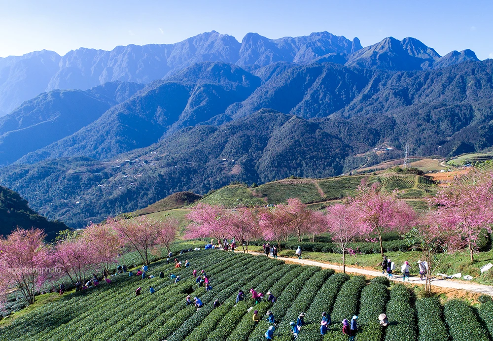 Ấn tượng hoa anh đào nở trên đồi chè Ô Long (Sa Pa) ảnh 6