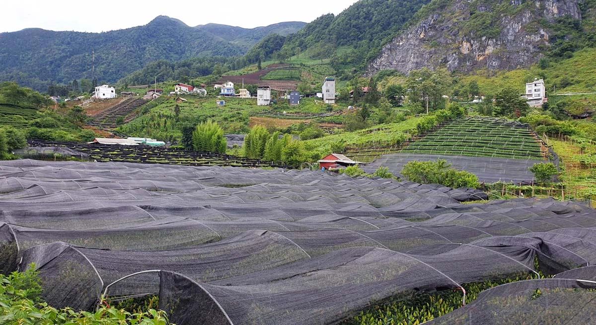 Các dự án sản xuất nông quy mô lớn, có ứng dụng công nghệ cao đã tạo "cú hích" cho sự phát triển kinh tế - xã hội của Sa Pa.