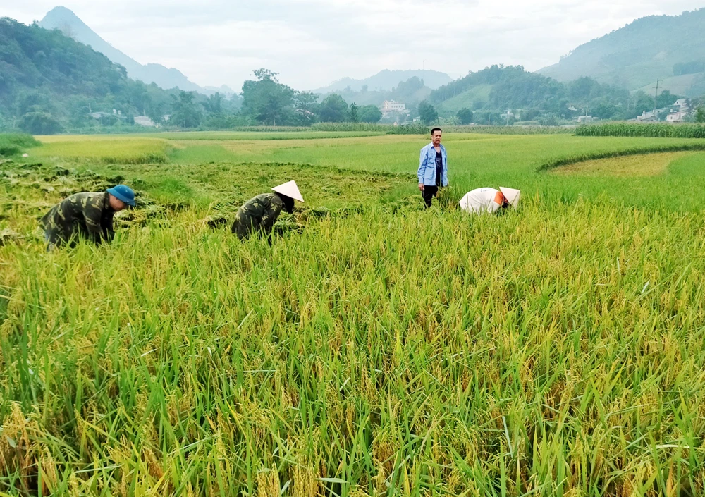 Khẩn trương thu hoạch lúa mùa ảnh 1