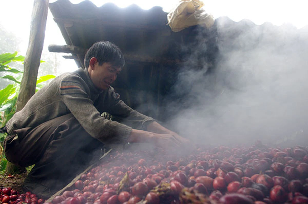 Bài 1: Thảo quả - cây làm giàu của nhiều gia đình ảnh 2 Bài 1: Thảo quả - cây làm giàu của nhiều gia đình ảnh 2