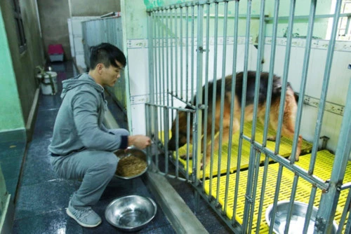 Anh Sơn cho những chú chó hoang mang về nuôi ăn tối.