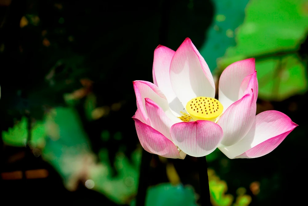 Những bông sen nở ở hồ sen Võ Lao đẹp đến nao lòng. Vẻ đẹp bình dị của hoa sen tạo nên không gian lãng mạn, thanh bình cho những vùng quê. Nhiều bạn trẻ tìm đến hồ sen để ghi lại những khoảnh khắc đẹp cho riêng mình. Thiếu nữ tạo dáng bên hoa sen cùng áo dài truyền thống. Đài sen sẽ là món quà quê dân dã ở những phiên chợ quê. Người trồng sen thu hái lá về phơi khô, dùng làm nước uống giải nhiệt, chữa bệnh mỡ máu.