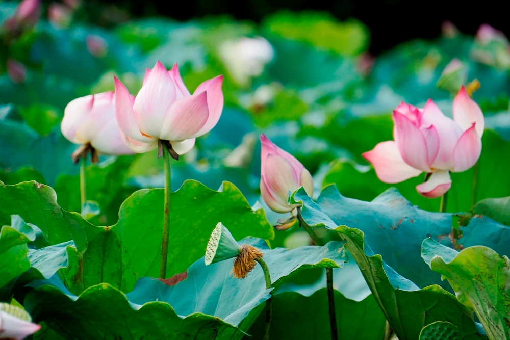 Những bông sen nở ở hồ sen Võ Lao đẹp đến nao lòng. Vẻ đẹp bình dị của hoa sen tạo nên không gian lãng mạn, thanh bình cho những vùng quê. Nhiều bạn trẻ tìm đến hồ sen để ghi lại những khoảnh khắc đẹp cho riêng mình. Thiếu nữ tạo dáng bên hoa sen cùng áo dài truyền thống. Đài sen sẽ là món quà quê dân dã ở những phiên chợ quê. Người trồng sen thu hái lá về phơi khô, dùng làm nước uống giải nhiệt, chữa bệnh mỡ máu.