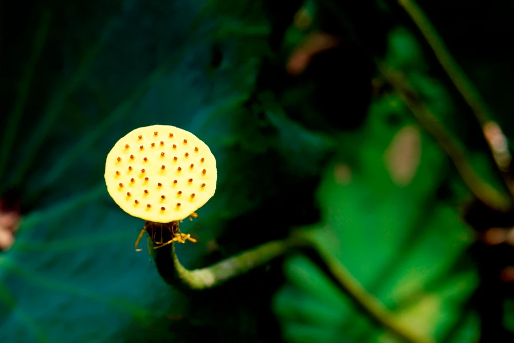 Những bông sen nở ở hồ sen Võ Lao đẹp đến nao lòng. Vẻ đẹp bình dị của hoa sen tạo nên không gian lãng mạn, thanh bình cho những vùng quê. Nhiều bạn trẻ tìm đến hồ sen để ghi lại những khoảnh khắc đẹp cho riêng mình. Thiếu nữ tạo dáng bên hoa sen cùng áo dài truyền thống. Đài sen sẽ là món quà quê dân dã ở những phiên chợ quê. Người trồng sen thu hái lá về phơi khô, dùng làm nước uống giải nhiệt, chữa bệnh mỡ máu.