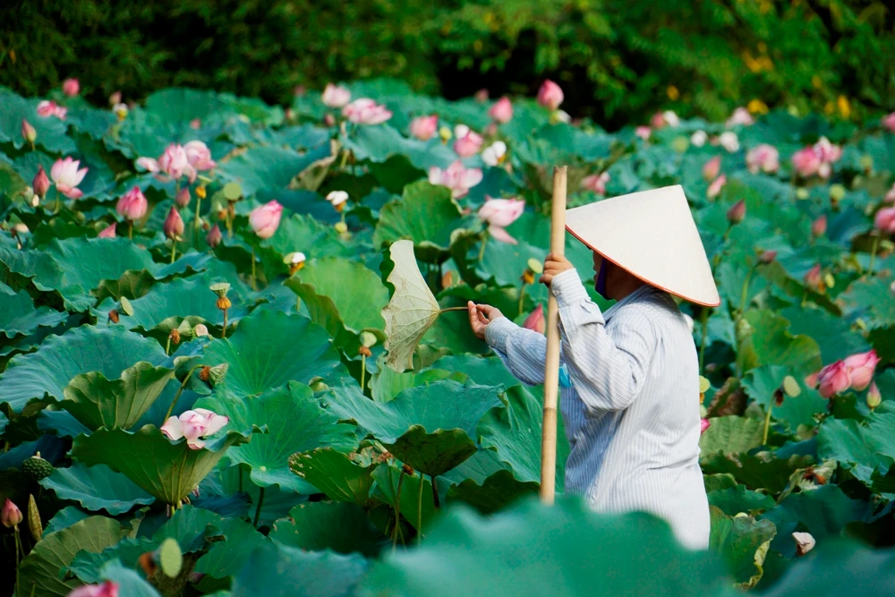 Những bông sen nở ở hồ sen Võ Lao đẹp đến nao lòng. Vẻ đẹp bình dị của hoa sen tạo nên không gian lãng mạn, thanh bình cho những vùng quê. Nhiều bạn trẻ tìm đến hồ sen để ghi lại những khoảnh khắc đẹp cho riêng mình. Thiếu nữ tạo dáng bên hoa sen cùng áo dài truyền thống. Đài sen sẽ là món quà quê dân dã ở những phiên chợ quê. Người trồng sen thu hái lá về phơi khô, dùng làm nước uống giải nhiệt, chữa bệnh mỡ máu.