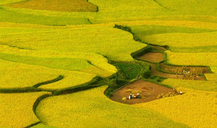 Lên Y Tý ngắm mùa lúa chín ảnh 5