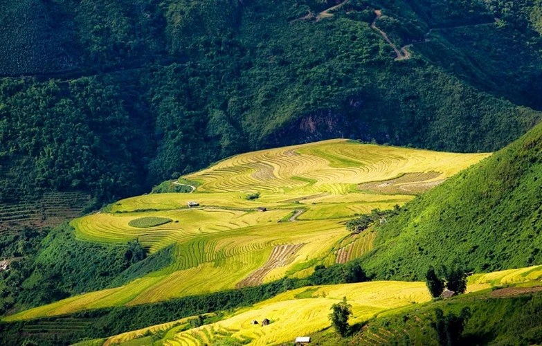 Lên Y Tý ngắm mùa lúa chín ảnh 9