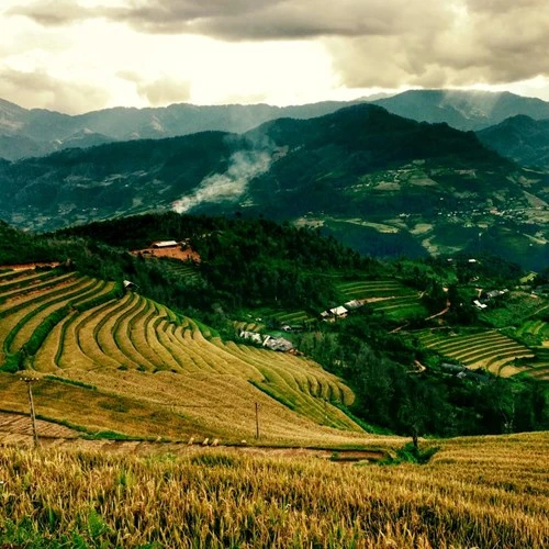 Lên Y Tý ngắm mùa lúa chín ảnh 8