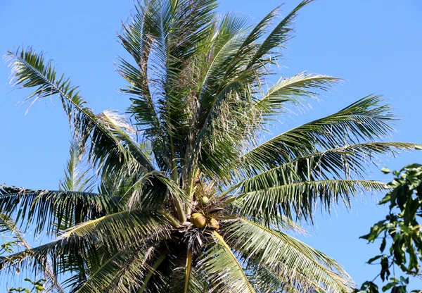 Dừa trên đảo Nam Yết cho quả quanh năm.